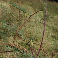 Sesbania bispinosa (Jacq.) W.Wight (Schreb.) Pers.